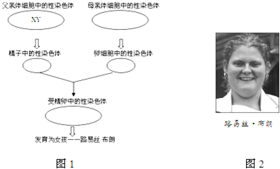 曰本试管人口_试管婴儿(2)