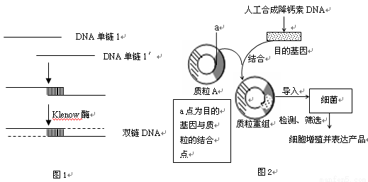 線粒體的內膜向內摺疊成